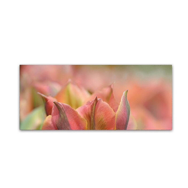 Trademark Fine Art Cora Niele 'Tulip 'Artist' Scape' 10" x 24" Canvas Stretched (190836317820) image 1