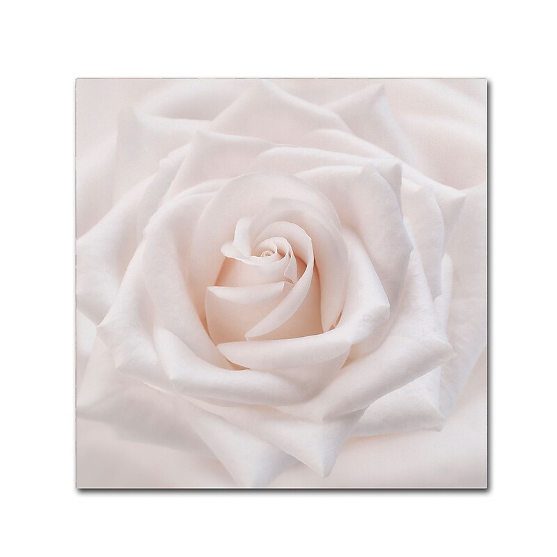 Trademark Fine Art Cora Niele 'Soft White Rose' 14" x 14" Canvas Stretched (190836309665) image 1