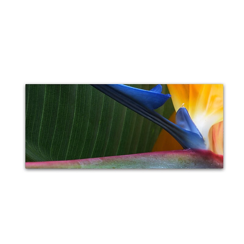 Trademark Fine Art Kurt Shaffer 'Bird of Paradise Abstract' 10" x 24" Canvas Stretched Art Print (190836005352) image 1