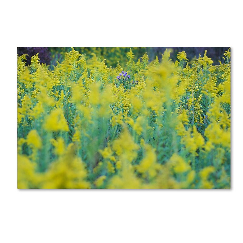 Trademark Fine Art Kurt Shaffer 'A Touch of Purple' 12" x 19" Canvas Stretched Art Print (190836005239) image 1