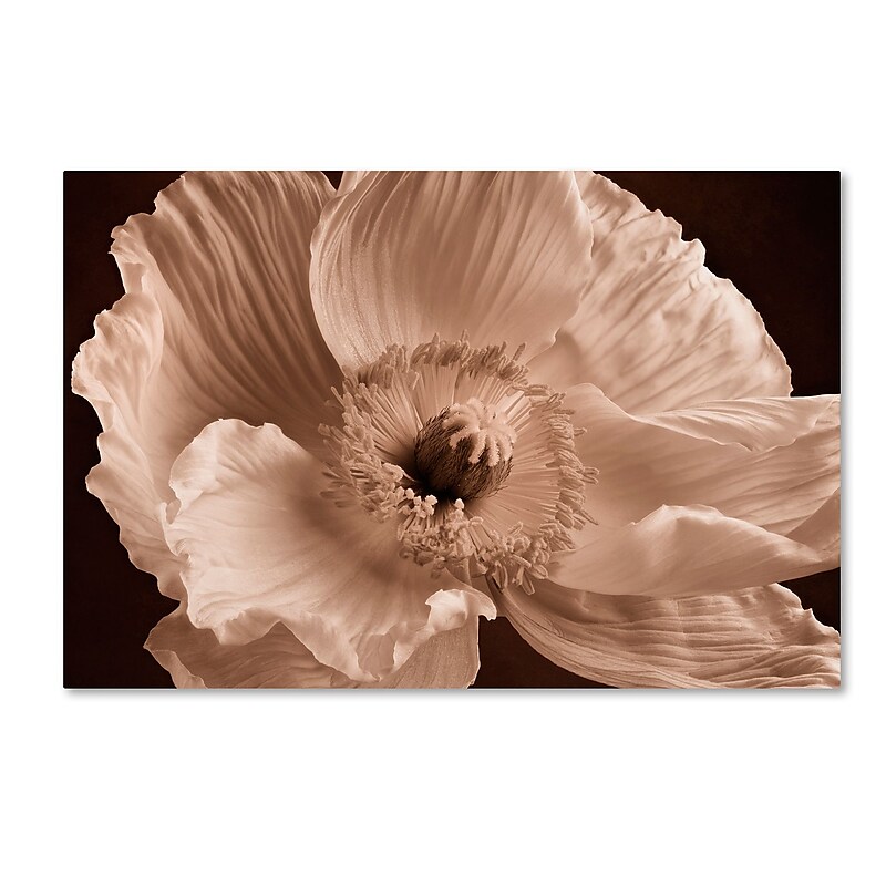 Trademark Fine Art Cora Niele 'Sepia Poppy I' 12" x 19" Canvas Stretched Art Print (190836309382) image 1
