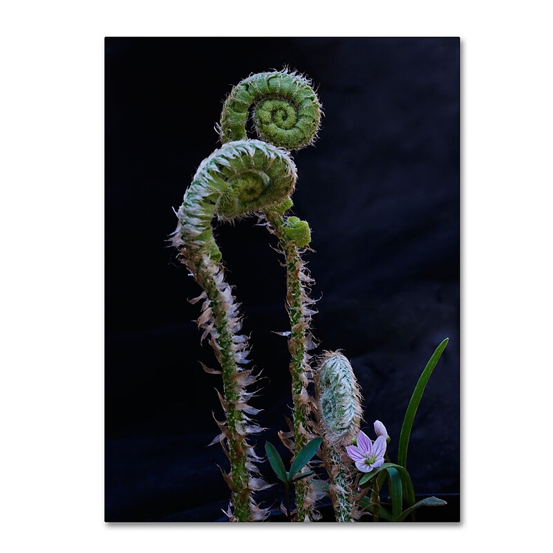 Trademark Fine Art Kurt Shaffer 'Fern and Flower' 14" x 19" Canvas Stretched (886511962187) image 1