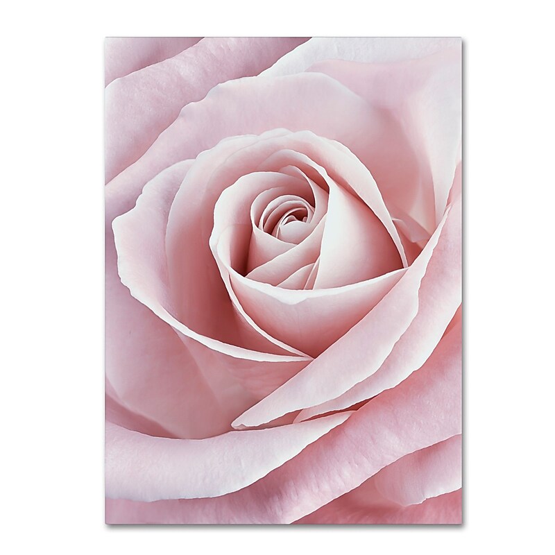 Trademark Fine Art Cora Niele 'Pink Rose' 12" x 19" Canvas Stretched Art Print (190836308408) image 1