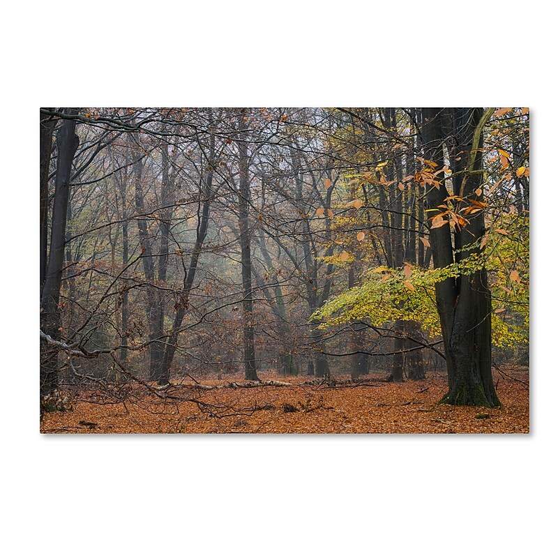 Trademark Fine Art Cora Niele 'Hazy Wood' 12" x 19" Canvas Stretched Art Print (190836316380) image 1