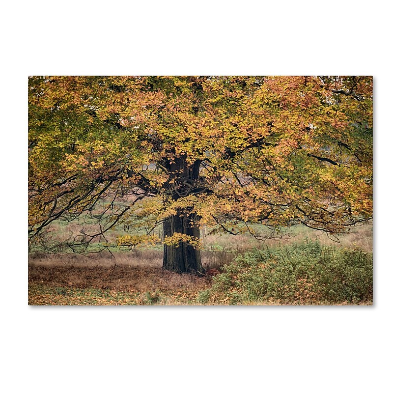 Trademark Fine Art Cora Niele 'Beech Tree' 12" x 19" Canvas Stretched (190836315963) image 1
