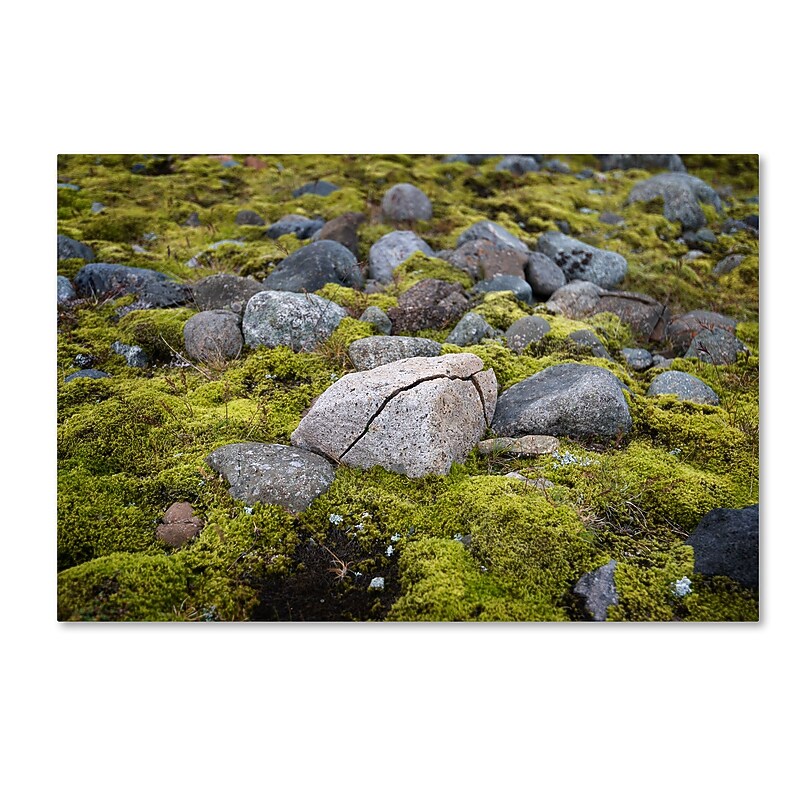 Trademark Fine Art Philippe Sainte-Laudy 'Ancestry' 12" x 19" Canvas Stretched Art Print (190836282401) image 1