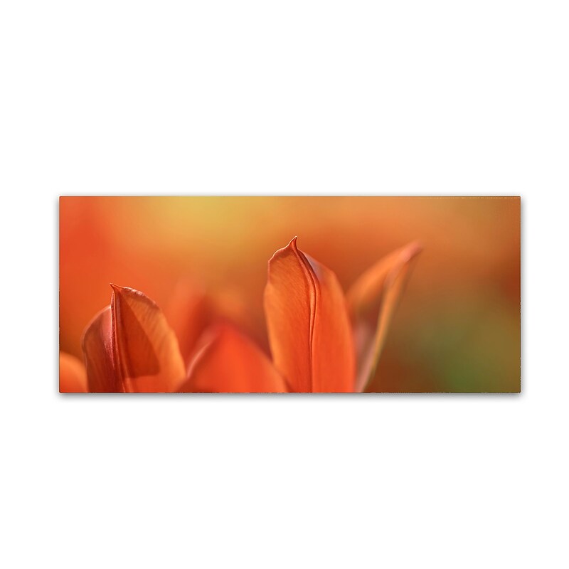 Trademark Fine Art Cora Niele 'Duc van Tol Orange Tulip' 10" x 24" Canvas Stretched (190836317264) image 1