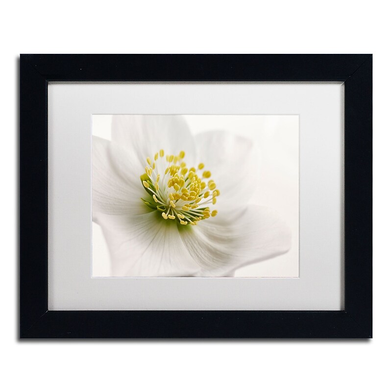 Trademark Fine Art Cora Niele 'White Helleborus' 11" x 14" Matted Framed Art Print (190836310906) image 1