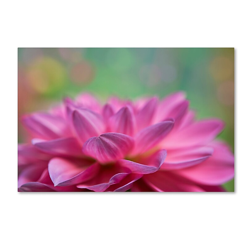 Trademark Fine Art Cora Niele 'Dahlia Petals' 12" x 19" Canvas Stretched (190836248087) image 1