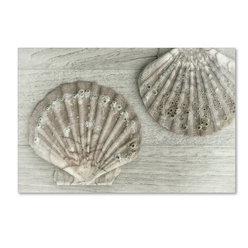 Trademark Fine Art Cora Niele 'Two King Scallop Shells' 30" x 47" Canvas Stretched (190836258994) image 1
