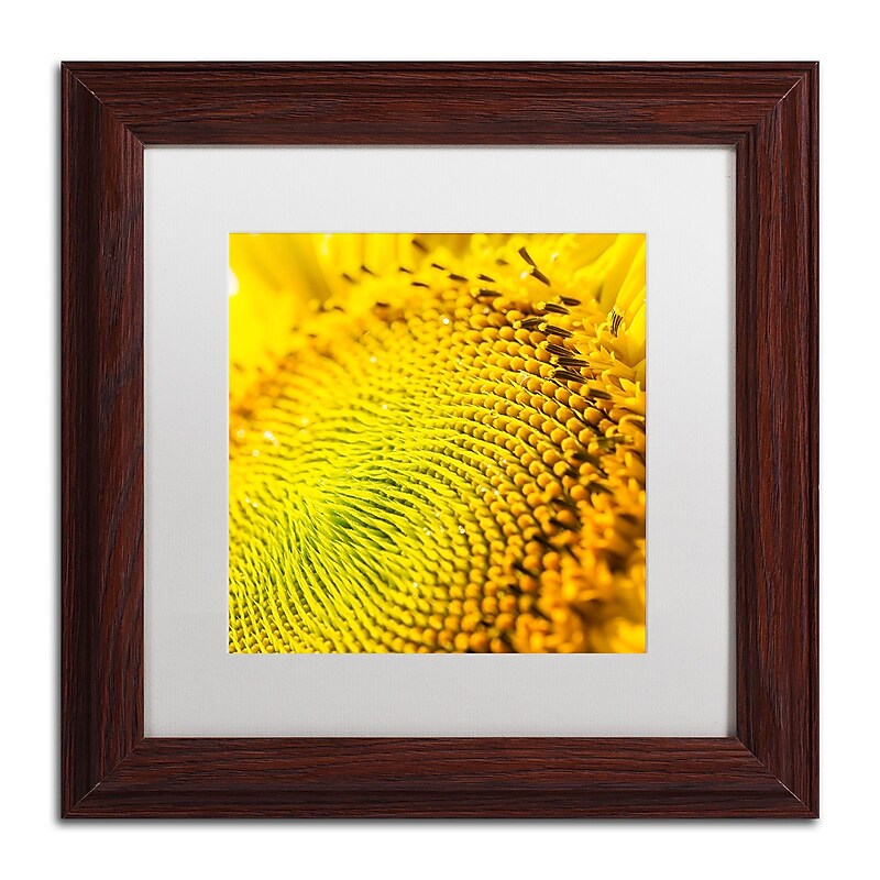 Trademark Fine Art Kurt Shaffer 'Glistening Sunflower Nectar' 11" x 11" Matted Framed (190836006335) image 1