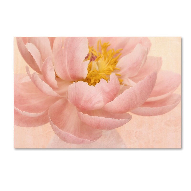 Trademark Fine Art Cora Niele 'Pink Peony' 12" x 19" Canvas Stretched (190836259526) image 1