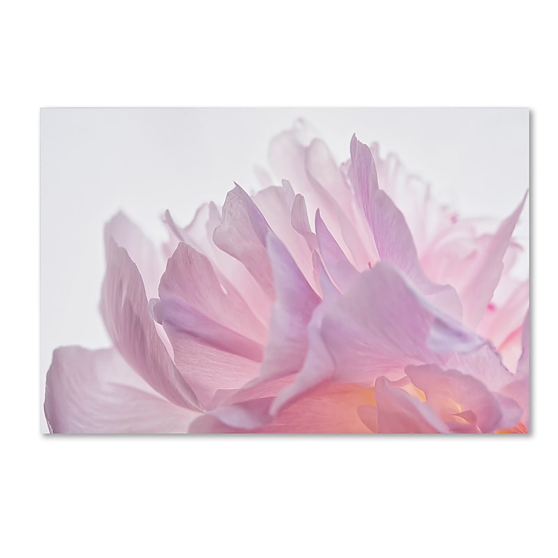 Trademark Fine Art Cora Niele 'Pink Peony Petals VI' 12" x 19" Canvas Stretched (190836307982) image 1