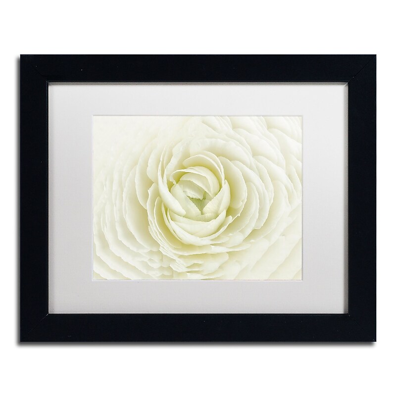 Trademark Fine Art Cora Niele 'White Persian Buttercup' 11" x 14" Matted Framed (190836311187) image 1