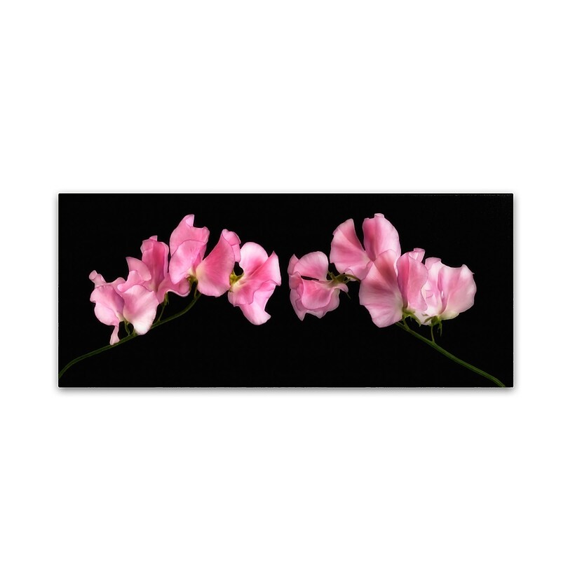 Trademark Fine Art Cora Niele 'Glowing Sweet Peas' 8" x 19" Canvas Stretched (190836317332) image 1