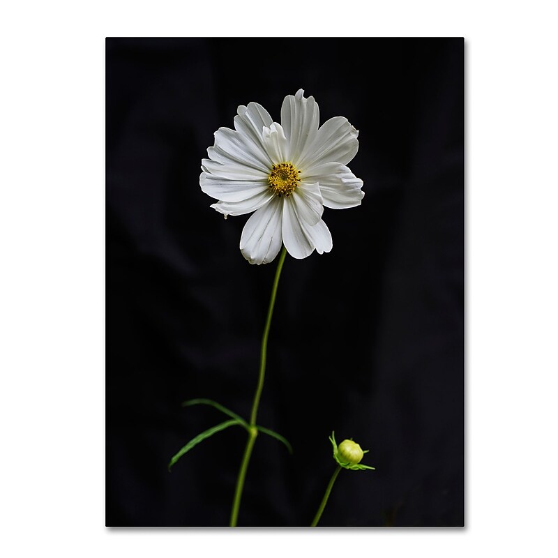 Trademark Fine Art Kurt Shaffer 'White Cosmos on Black' 14" x 19" Canvas Stretched Art Print (190836008957) image 1