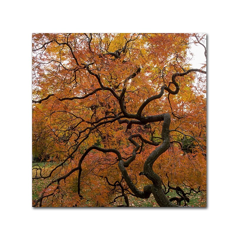 Trademark Fine Art Kurt Shaffer 'October Japanese Maple' 18" x 18" Canvas Stretched Art Print (886511965195) image 1