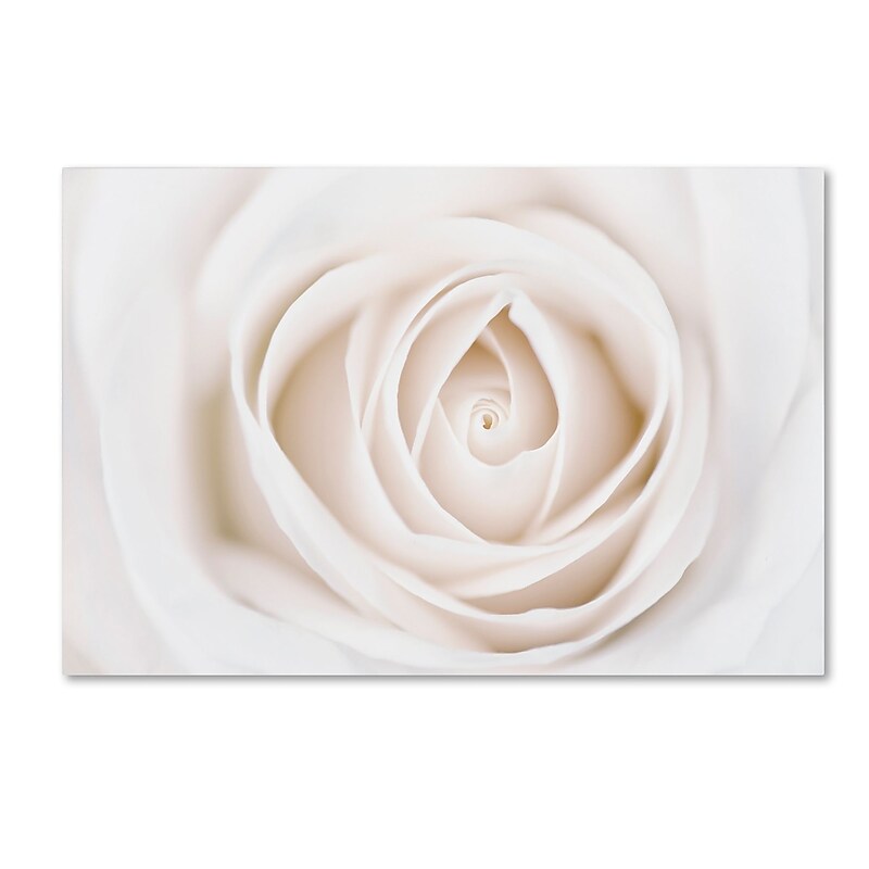 Trademark Fine Art Cora Niele 'White Rose' 12" x 19" Canvas Stretched Art Print (190836311484) image 1