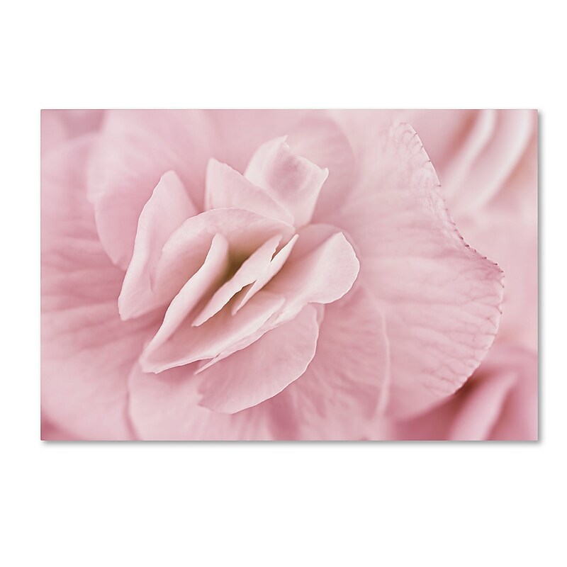Trademark Fine Art Cora Niele 'Begonia Flower' 12" x 19" Canvas Stretched Art Print (190836256242) image 1
