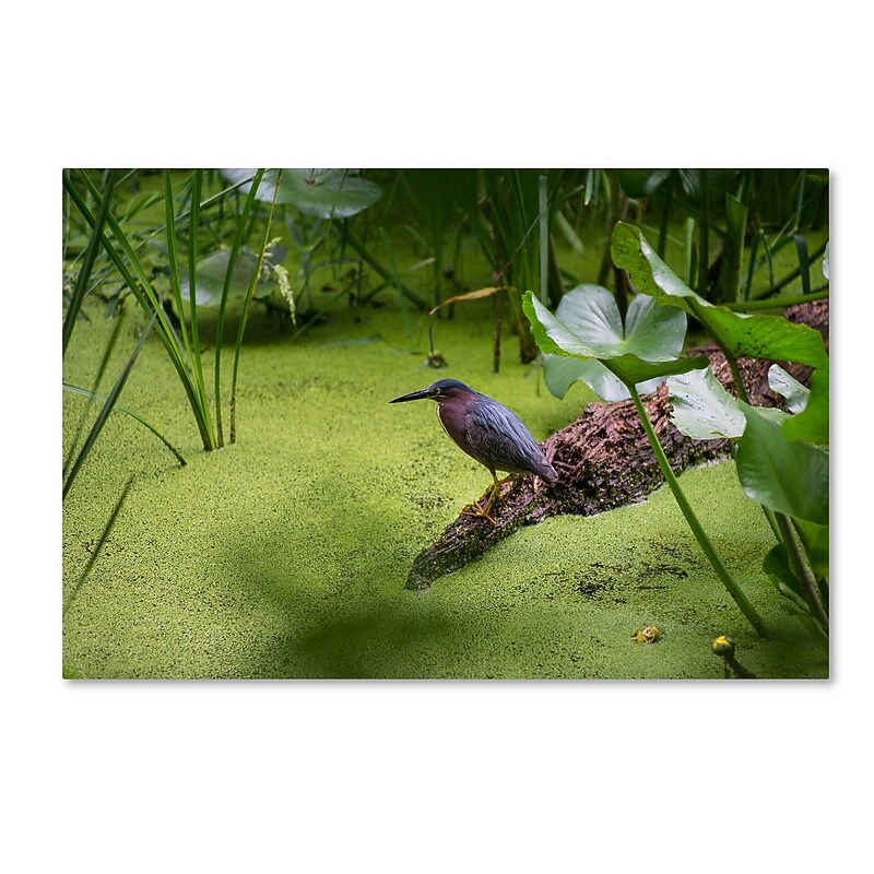 Trademark Fine Art Kurt Shaffer 'Green Heron' 12" x 19" Canvas Stretched Art Print (190836003358) image 1