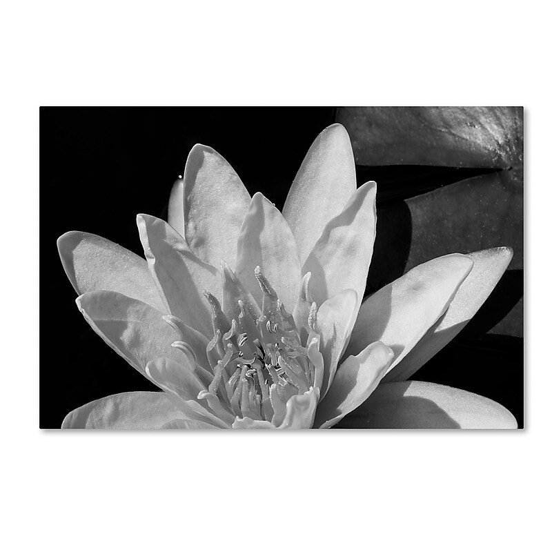Trademark Fine Art Kurt Shaffer 'Water Lily in Black and White' 12" x 19" Canvas Stretched (886511963603) image 1