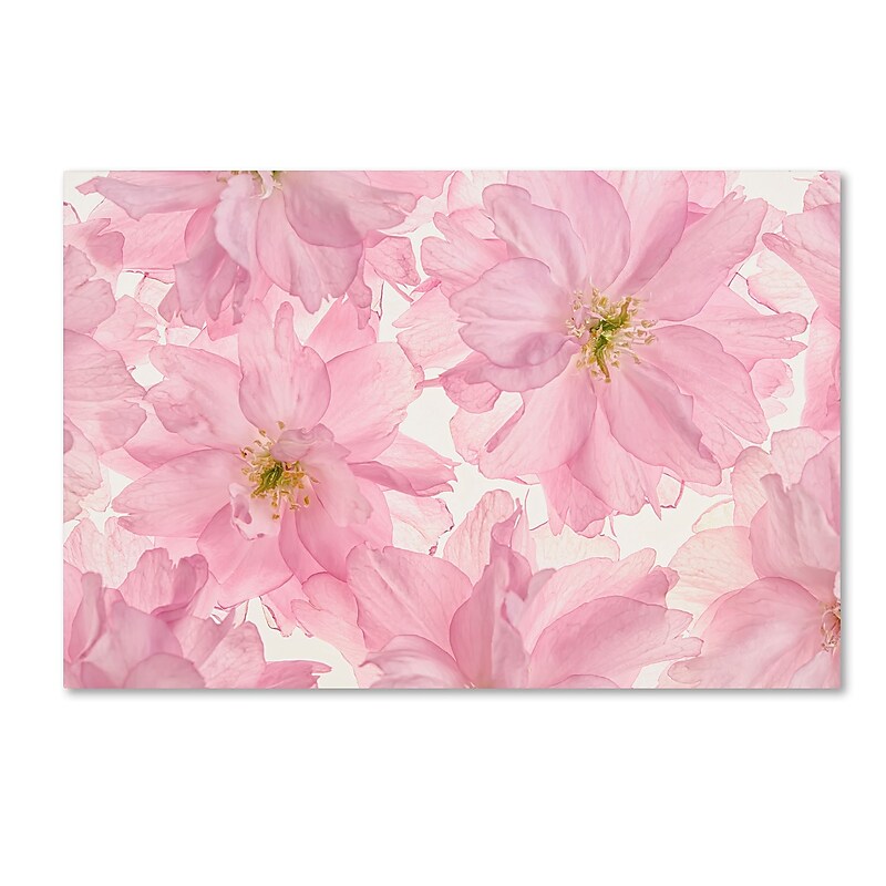 Trademark Fine Art Cora Niele 'Pink Cherry Blossom' 12" x 19" Canvas Stretched (190836306725) image 1