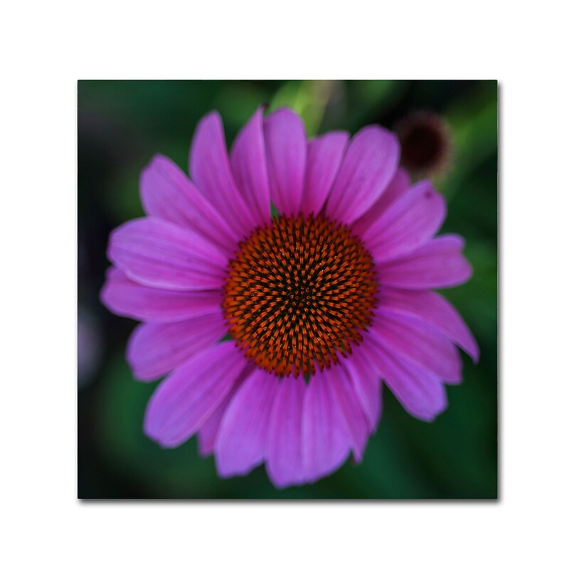 Trademark Fine Art Kurt Shaffer 'Purple Coneflower' 18" x 18" Canvas Stretched Art Print (190836007967) image 1