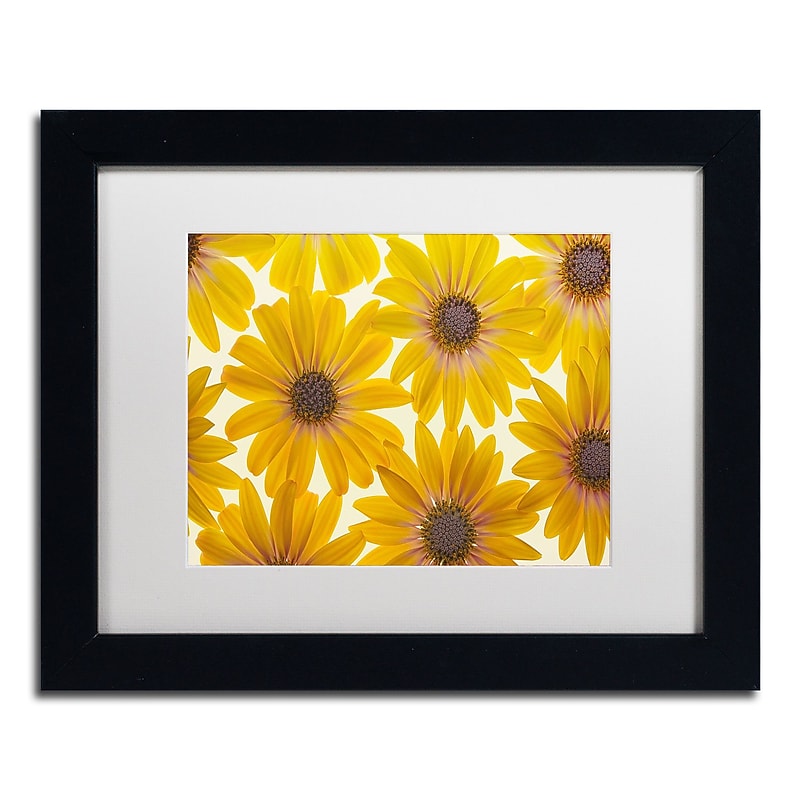 Trademark Fine Art Cora Niele 'Yellow Cape Daisies' 11" x 14" Matted Framed (190836312306) image 1