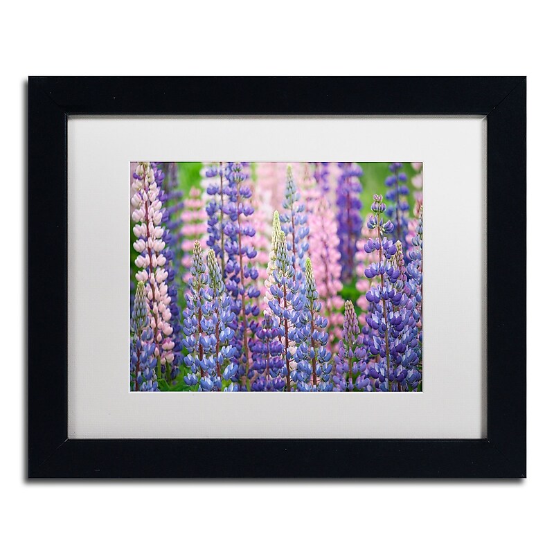 Trademark Fine Art Cora Niele 'Blue Pink Lupine Flowers' 11" x 14" Matted Framed (190836247363) image 1
