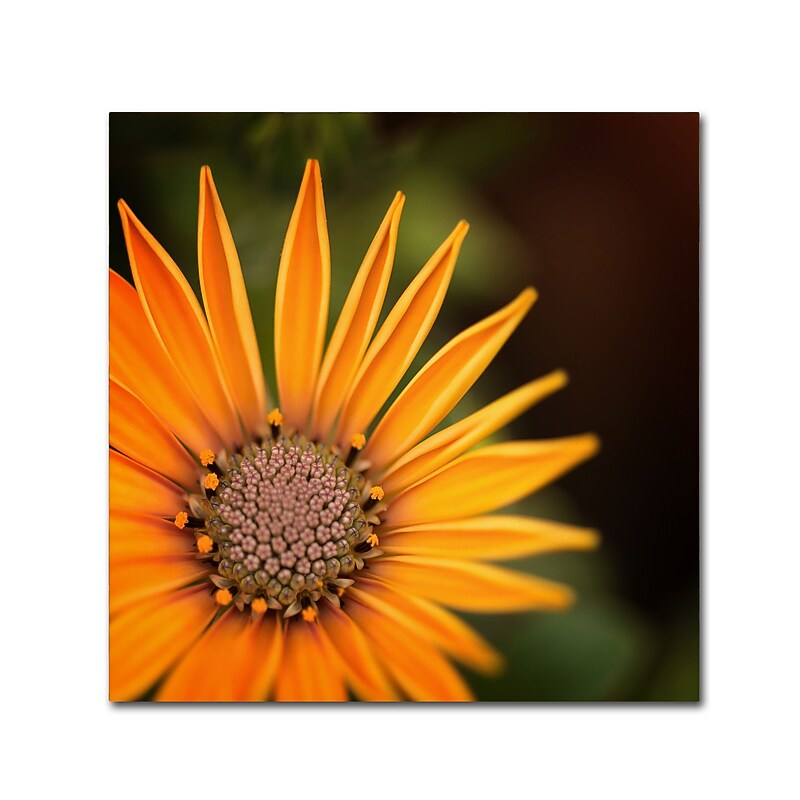 Trademark Fine Art Philippe Sainte-Laudy 'Everyday' 18" x 18" Canvas Stretched Art Print (190836220274) image 1