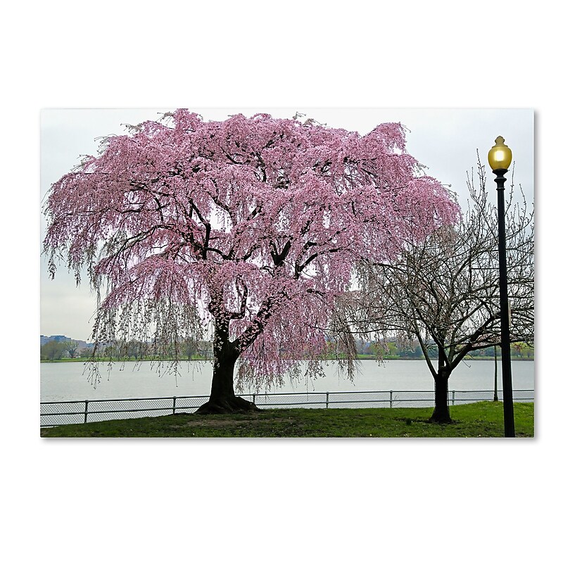 Trademark Fine Art CATeyes 'Cherry Tree' 12" x 19" Canvas Stretched (190836098200) image 1