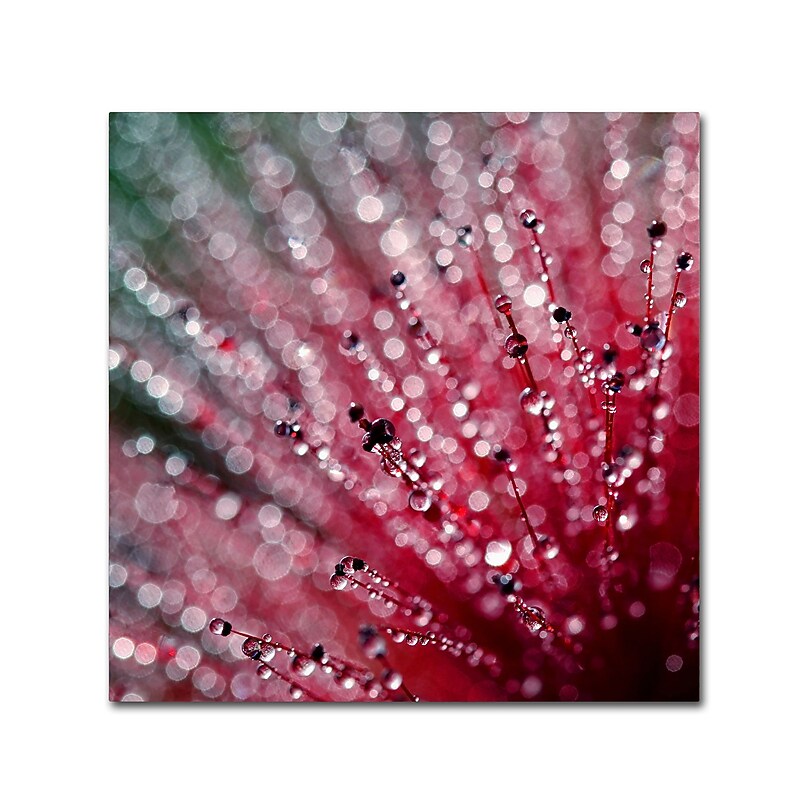 Trademark Fine Art Beata Czyzowska Young 'Pink Melody' 14" x 14" Canvas Stretched (190836185047) image 1