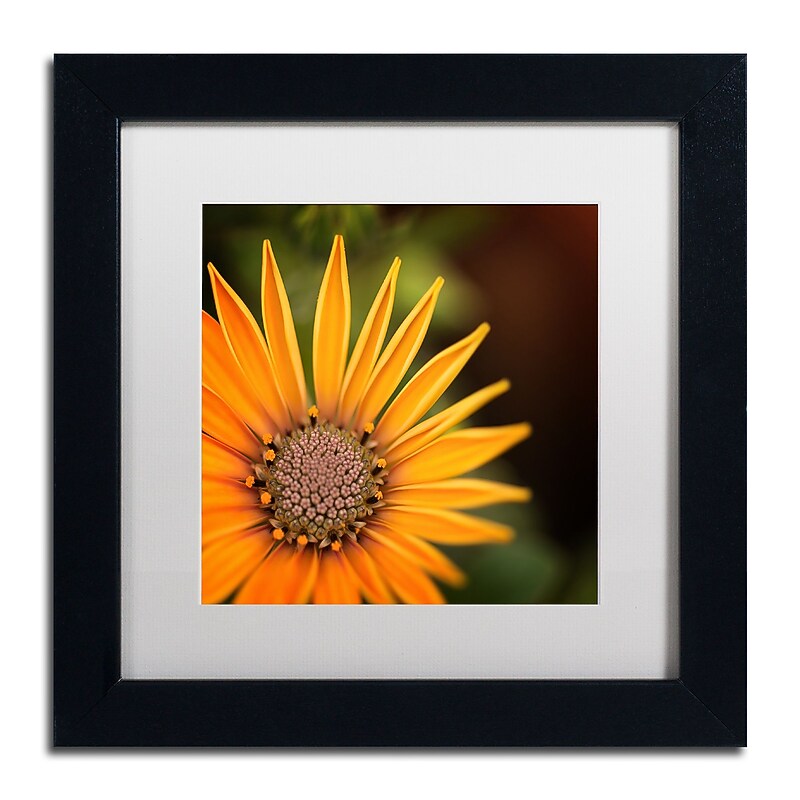 Trademark Fine Art Philippe Sainte-Laudy 'Everyday' 11" x 11" Matted Framed Art Print (190836220243) image 1