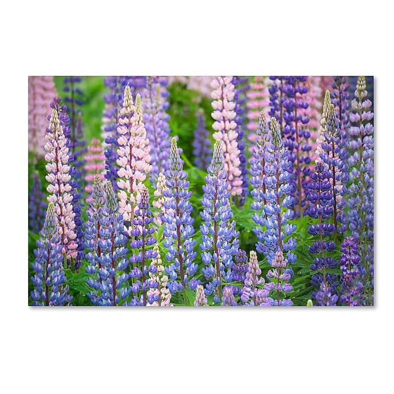 Trademark Fine Art Cora Niele 'Blue Pink Lupine Field' 12" x 19" Canvas Stretched Art Print (190836247103) image 1