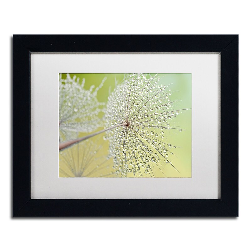 Trademark Fine Art Cora Niele 'Dewy Dandelion' 11" x 14" Matted Framed (190836251742) image 1