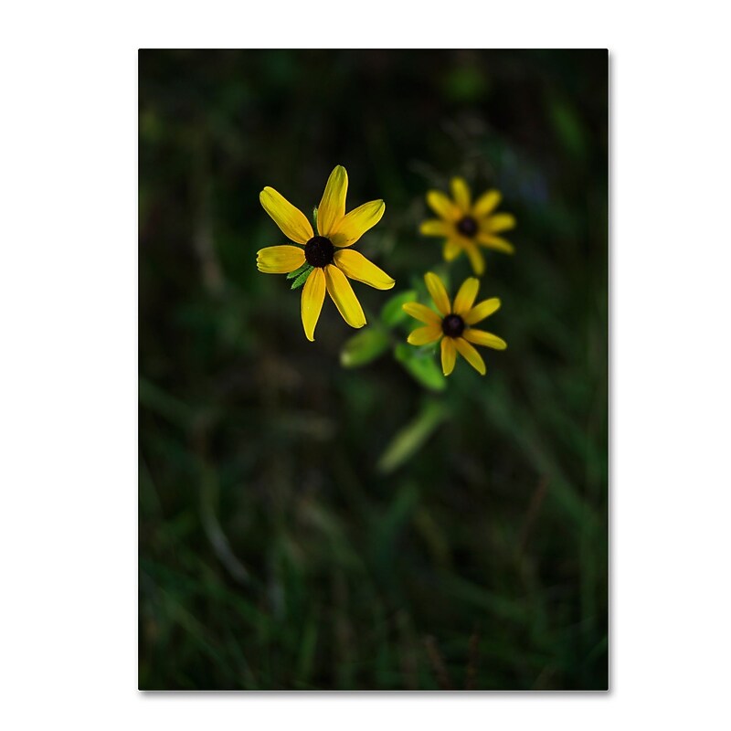 Trademark Fine Art Kurt Shaffer 'Brown-Eyed Susan' 14" x 19" Canvas Stretched Art Print (190836005437) image 1