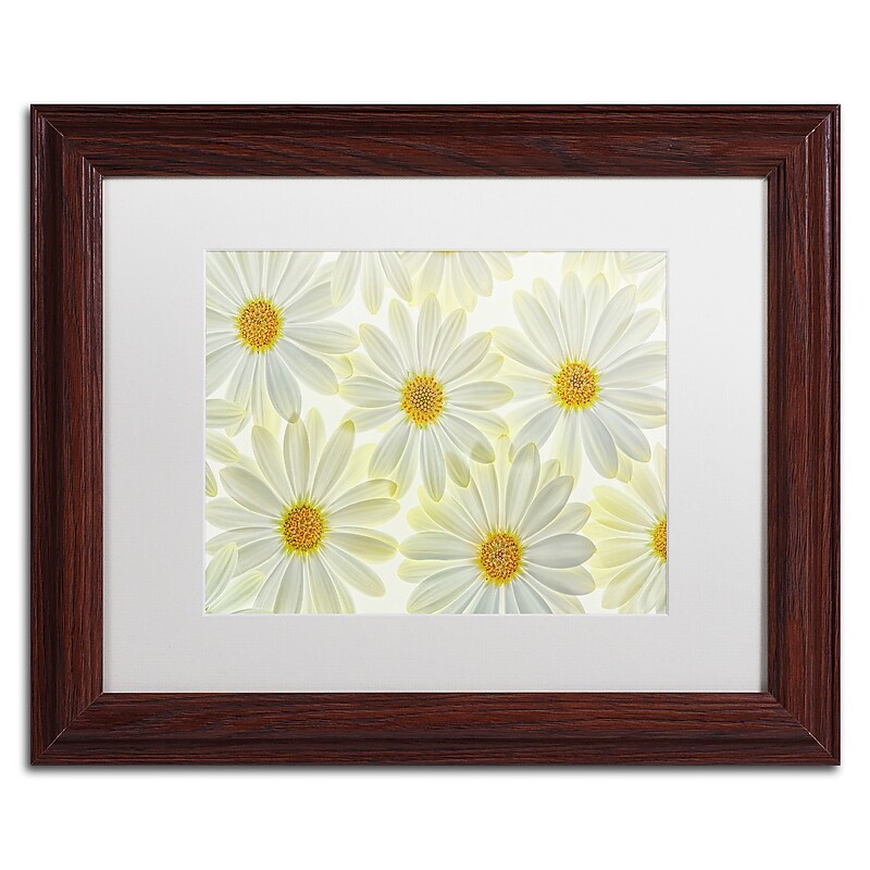 Trademark Fine Art Cora Niele 'Daisy Flowers' 11" x 14" Matted Framed (190836257461) image 1