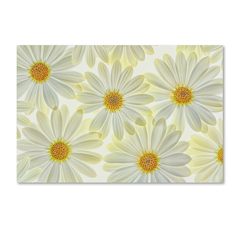 Trademark Fine Art Cora Niele 'Daisy Flowers' 12" x 19" Canvas Stretched (190836257362) image 1
