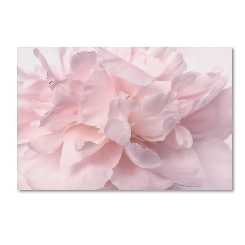 Trademark Fine Art Cora Niele 'Pink Peony Petals II' 12" x 19" Canvas Stretched (190836307425) image 1