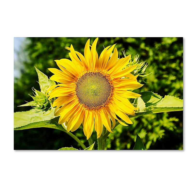 Trademark Fine Art Kurt Shaffer 'Just a Sunflower' 12" x 19" Canvas Stretched (190836007035) image 1