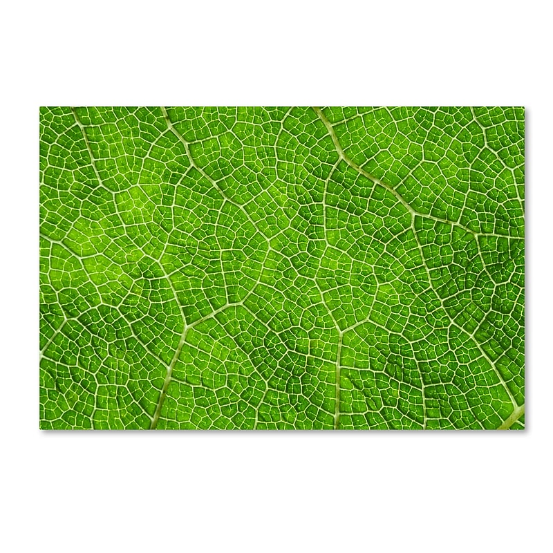 Trademark Fine Art Cora Niele 'Leaf Texture VII' 12" x 19" Canvas Stretched (190836314980) image 1