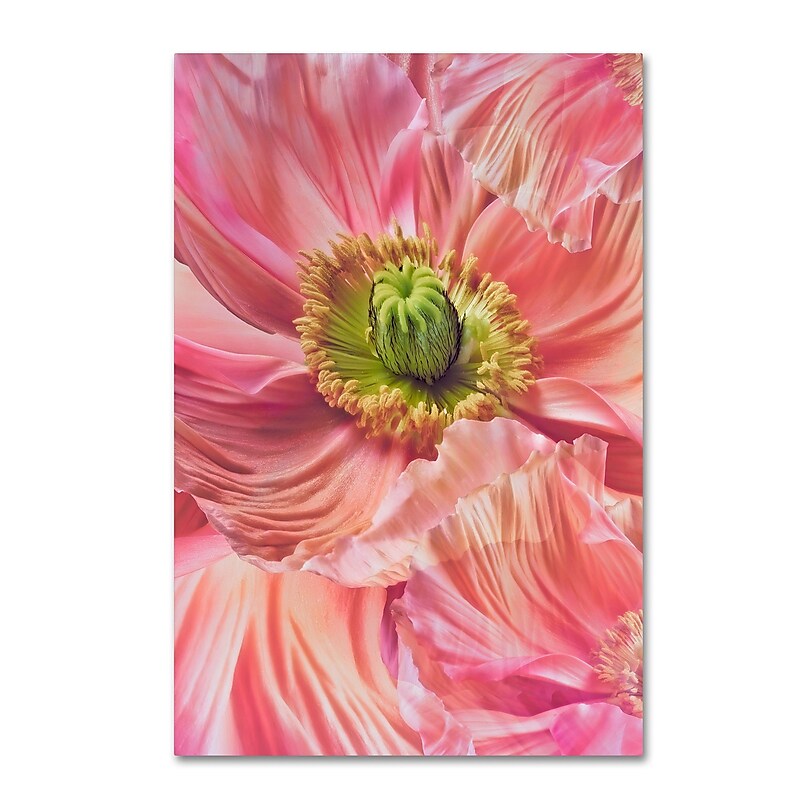 Trademark Fine Art Cora Niele 'Cerise Pink Poppy' 16" x 24" Canvas Stretched (190836256815) image 1