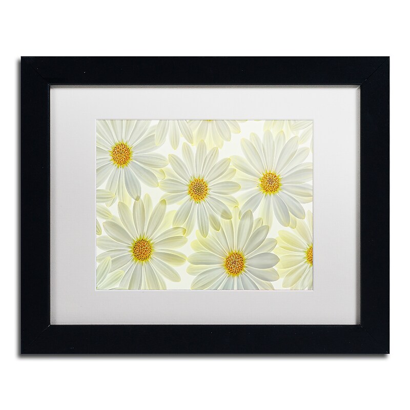 Trademark Fine Art Cora Niele 'Daisy Flowers' 11" x 14" Matted Framed (190836257348) image 1