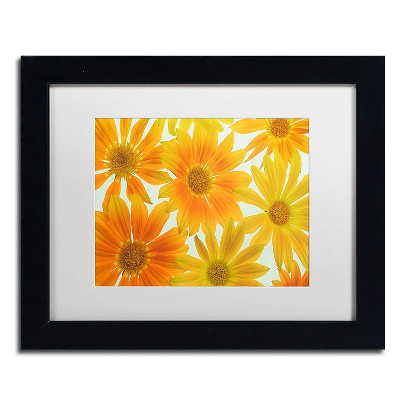 Trademark Fine Art Cora Niele 'Orange Daisies' 11" x 14" Matted Framed (190836258321) image 1