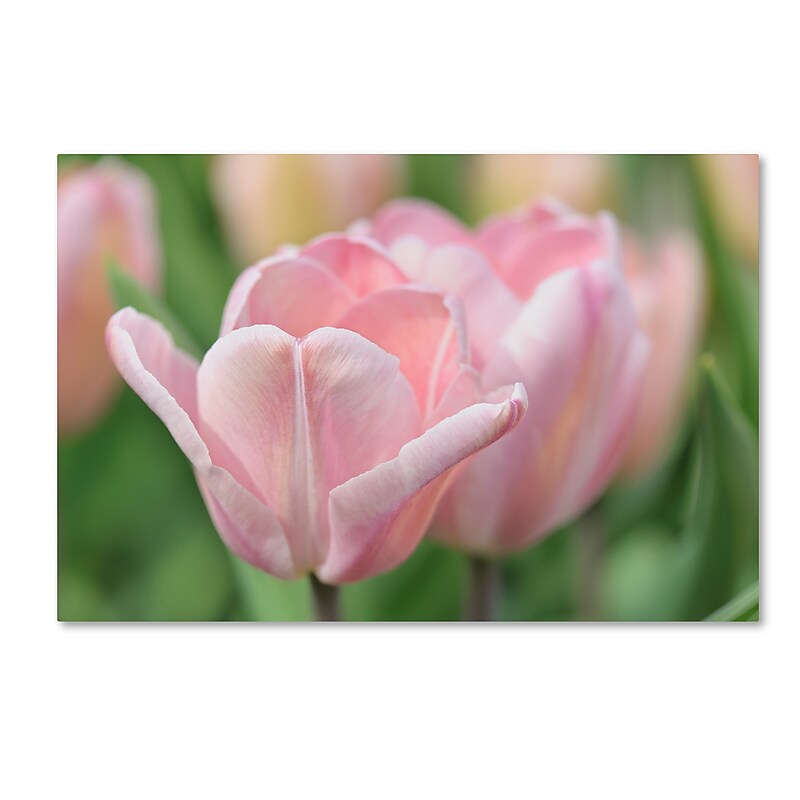 Trademark Fine Art Cora Niele 'Pink Tulip Baronesse' 12" x 19" Canvas Stretched (190836248780) image 1