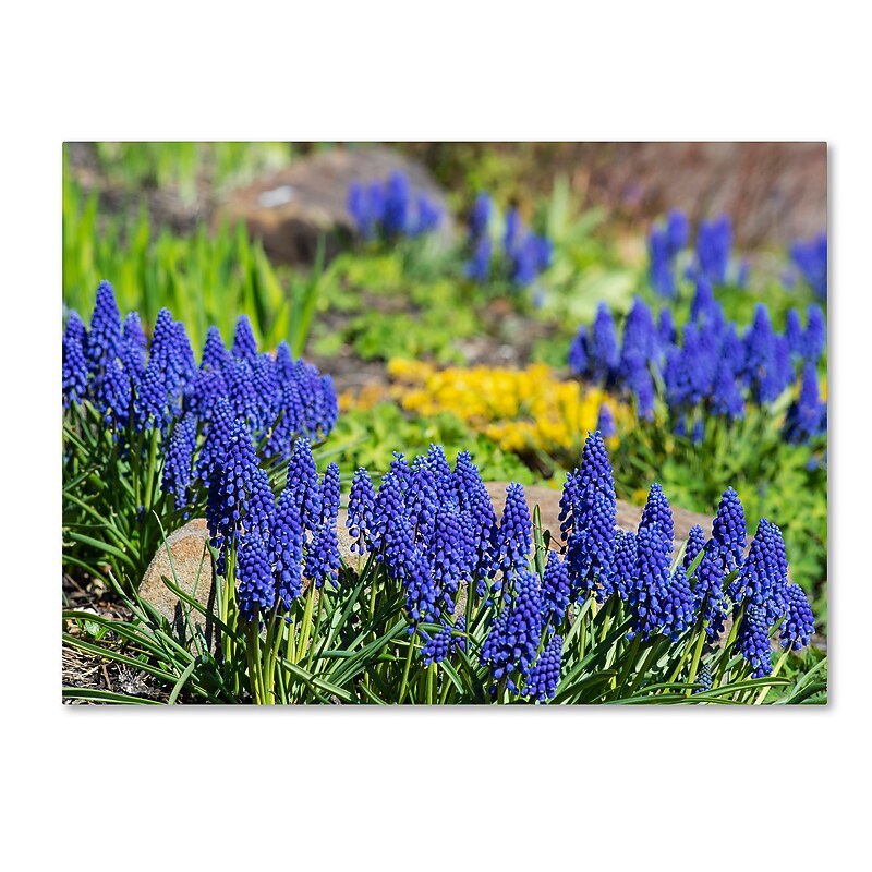 Trademark Fine Art Kurt Shaffer 'Grape Hyacinth' 14" x 19" Canvas Stretched (190836000432) image 1
