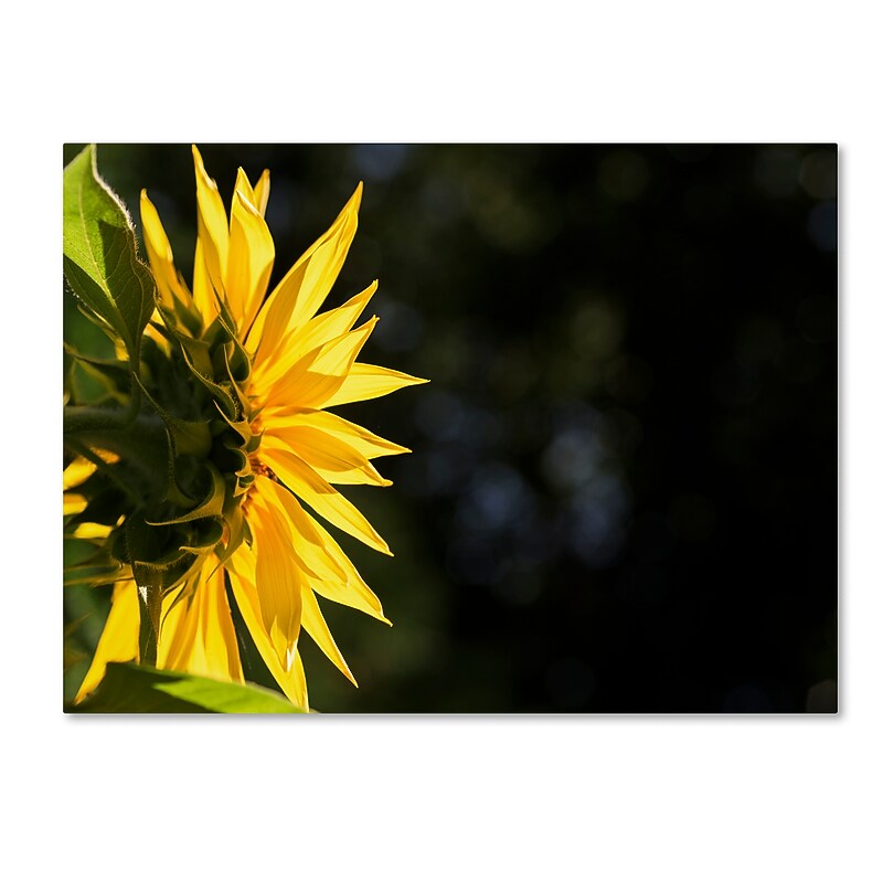 Trademark Fine Art Kurt Shaffer 'Facing the Sun' 14" x 19" Canvas Stretched Art Print (190836006076) image 1