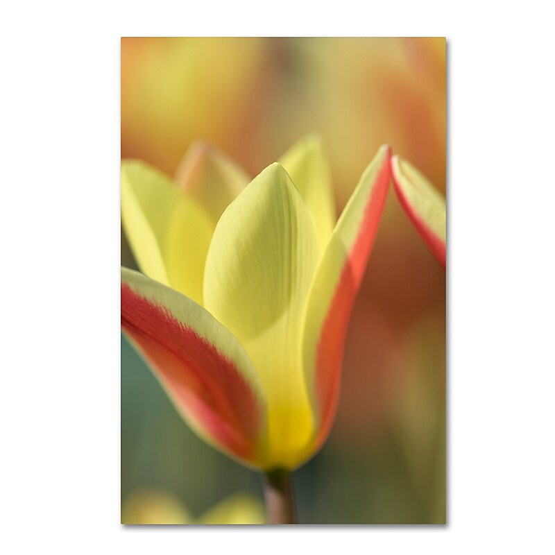 Trademark Fine Art Cora Niele 'Tulip Tinka' 12" x 19" Canvas Stretched (190836250226) image 1