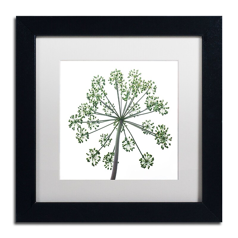 Trademark Fine Art Kurt Shaffer 'Nature's Amazing Wonder' 11" x 11" Matted Framed (190836009923) image 1