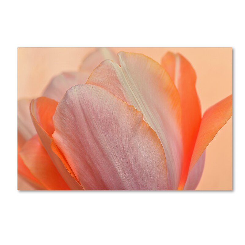 Trademark Fine Art Cora Niele 'Orange Glowing Tulip' 12" x 19" Canvas Stretched (190836258482) image 1